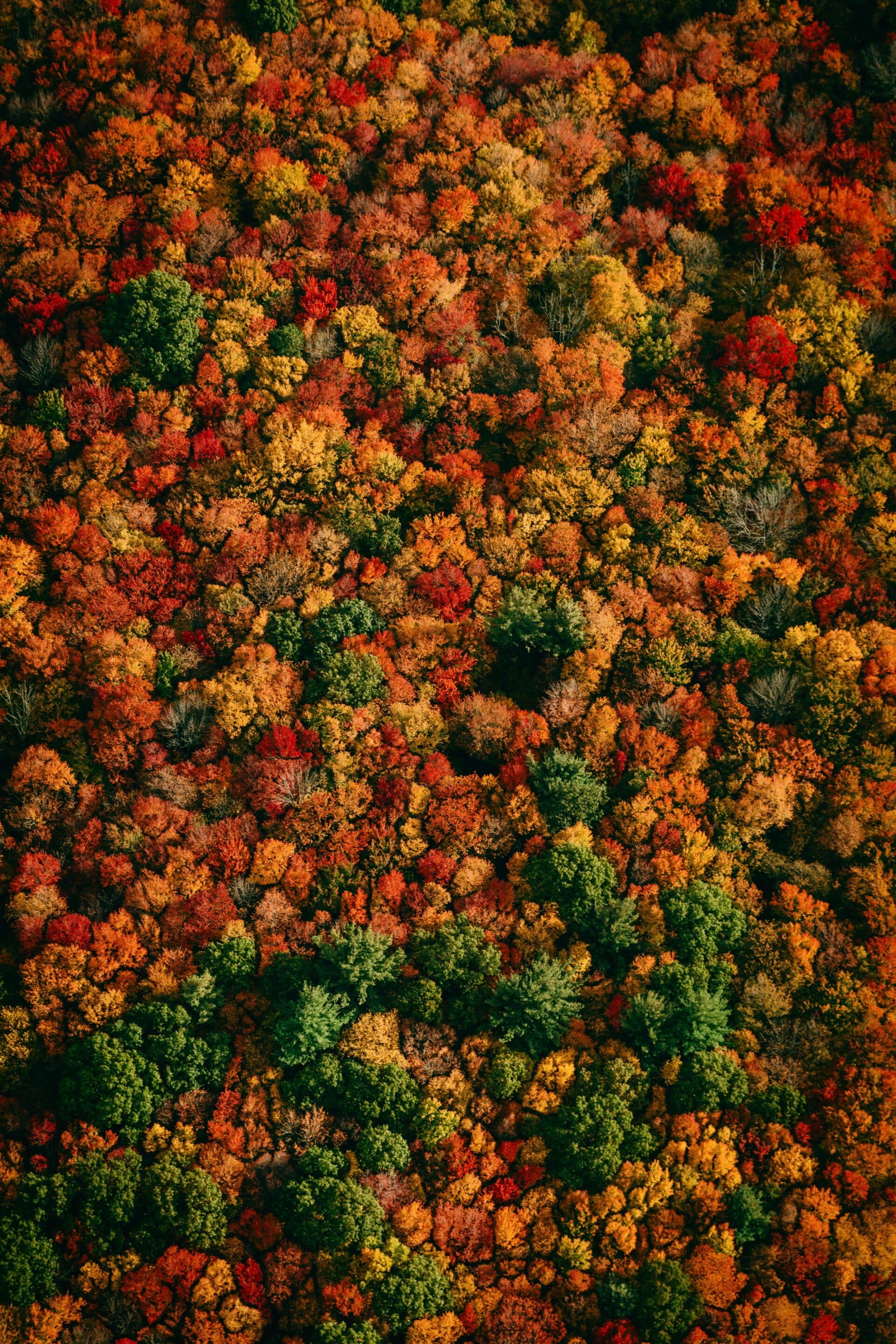 Foliage Bovenaanzicht van bos met herfstbladeren